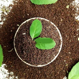 Premium Assam Tea